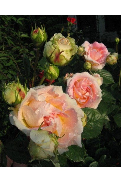 Троянда плетиста Цезарь квіти